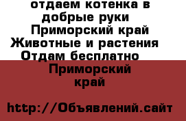 отдаем котенка в добрые руки - Приморский край Животные и растения » Отдам бесплатно   . Приморский край